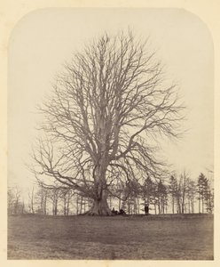 Great Beech on Manor Hill by James Sinclair